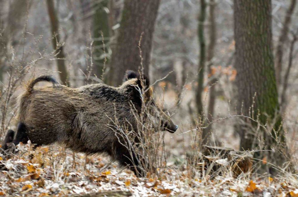 cinghiale