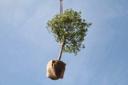 ossigeno regione lazio alberi