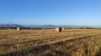 campi grano valmontone agraria