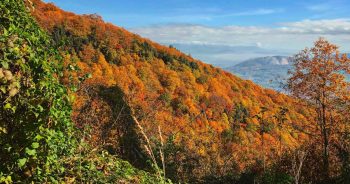 foliage bosco castelli romani velletri lariano artena monti lepini